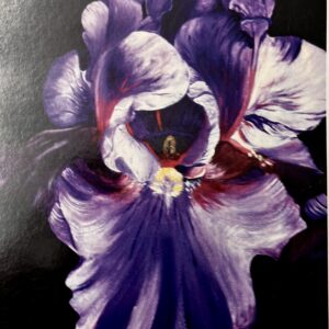 Iris